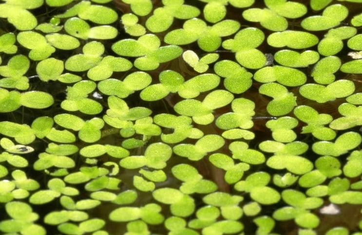 duckweed research paper